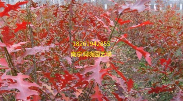 紅橡樹