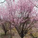 叢生蠟梅5-10條北京大苗圃基地購(gòu)樹(shù)木市排價(jià)