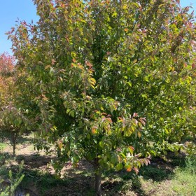 10公分絢麗海棠12公分絢麗海棠 紫紅花價格