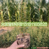 江苏火棘营养钵小苗一年生火棘工程苗大量