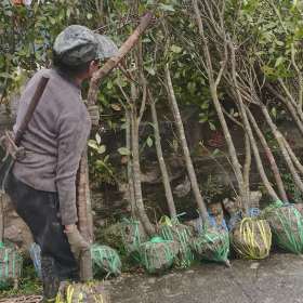 红叶石楠树价格，湖南红叶石楠树多少钱一棵