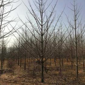 邳州银杏树基地 银杏树产地 实生银杏树18公分价格