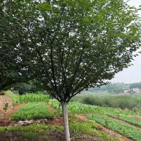 貴陽(yáng)櫻花基地出售日本晚櫻，急售8-10公分晚櫻