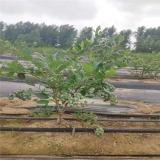 基地組培藍莓苗哪里出售 哪里批發(fā)薄霧藍莓苗 藍莓苗多少錢一棵