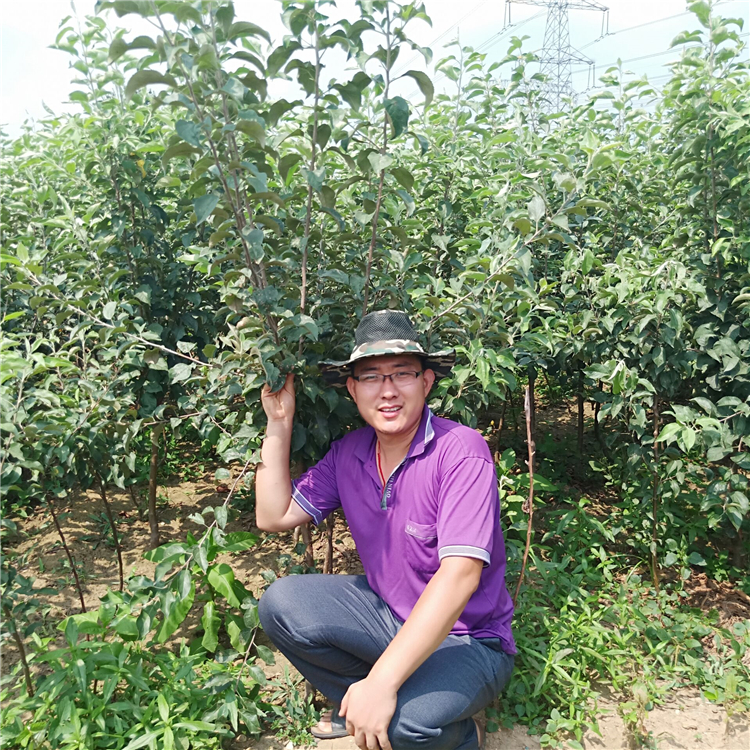 苹果苗哪里有卖的，山东苹果苗新品种基地