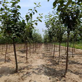 哪里有苹果苗出售，苹果苗新品种价格基地