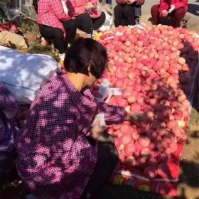 哪里有苹果苗批发，山东苹果苗新品种基地