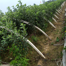 苹果苗哪里有卖的，烟台苹果苗品种培育基地