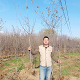 苹果苗哪里有卖的，矮化苹果苗新品种种植基地