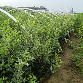 苹果苗哪里有卖的，红富士苹果苗新品种基地