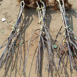 苹果苗哪里有卖的，山东苹果苗品种基地