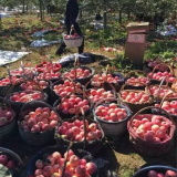 苹果苗哪里有卖的，山东烟台苹果苗基地