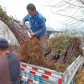 哪里有卖苹果苗的，矮化苹果苗新品种培育基地