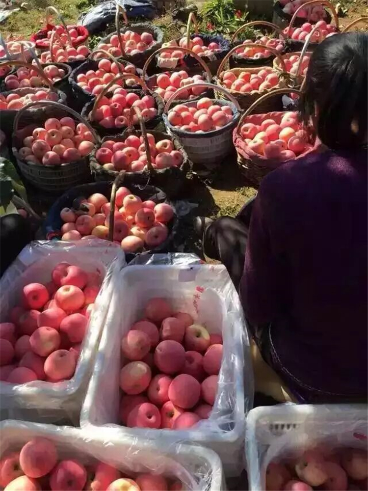 哪里有苹果苗出售，红富士苹果苗新品种培育基地