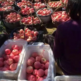 苹果苗哪里有卖的，烟台苹果苗新品种基地