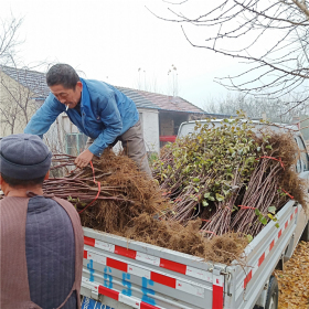 哪里有苹果苗批发，苹果苗品种种植基地