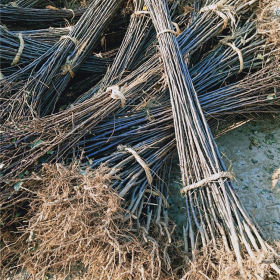 哪里有苹果苗出售，苹果苗品种种植基地