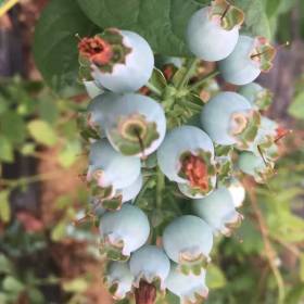 两年蓝莓苗哪里有卖的多少钱 哪里出售珠宝蓝莓苗 蓝莓苗哪里卖