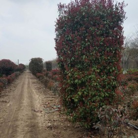 2米紅葉石楠柱價格 沭陽紅葉石楠柱基地報價