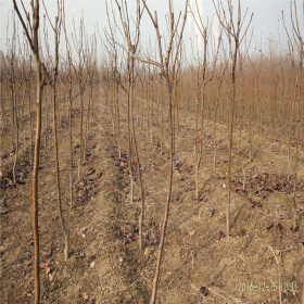 全红梨树苗批发价格 基地直销品种梨树苗 量大包邮