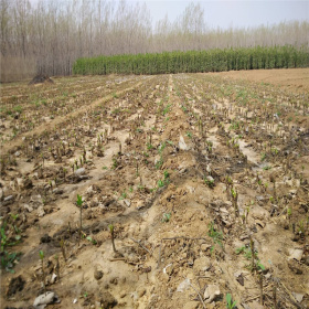 红梨树苗品种介绍 基地直销品种梨树苗 量大包邮