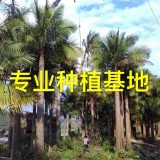 福建國王椰子價格 國王椰子基地直銷