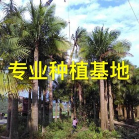 福建國王椰子價格 國王椰子基地直銷