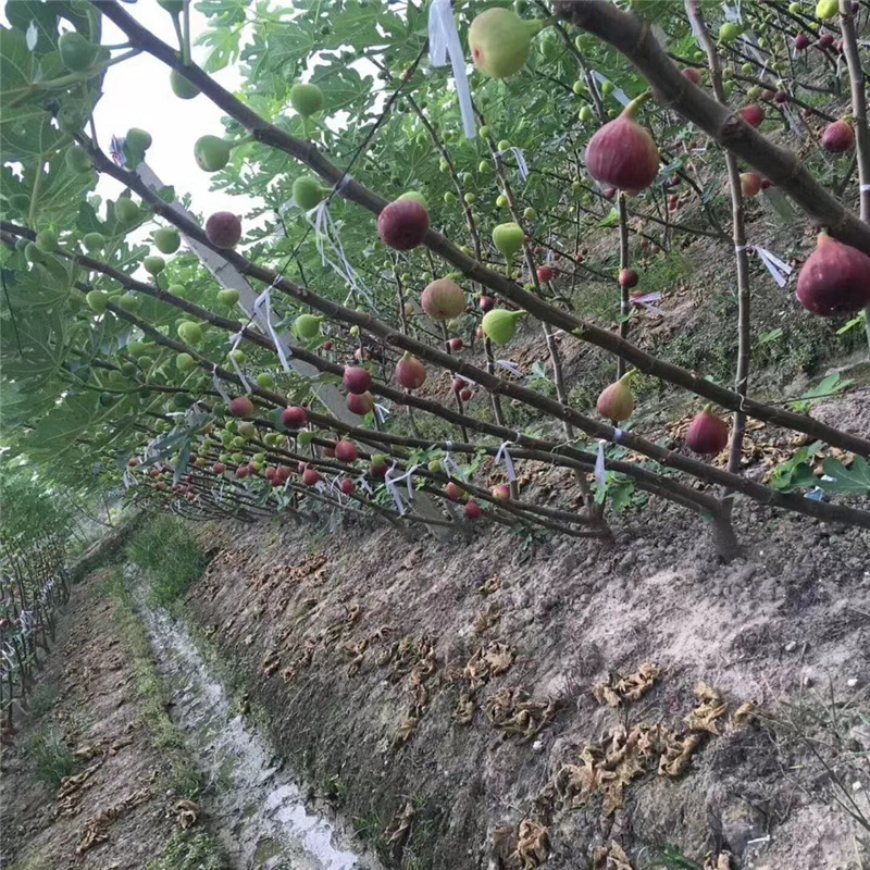 供应新疆早黄无花果苗 优质无花果苗当年结果 品种纯