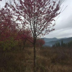 福建山樱花价格 山樱花批发销售