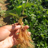 红颜草莓苗种植基地 红颜草莓苗种植技术 农户直销红颜草莓