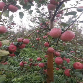 晚熟苹果树苗哪里有卖的 苹果树苗基地价格 3-5公分苹果树