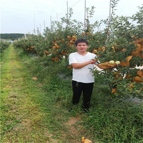 苹果苗哪里卖 魔笛苹果树苗基地价格 1公分苹果苗