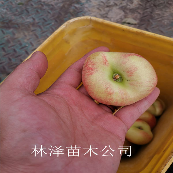 早熟油蟠桃树苗