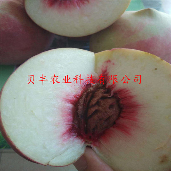 早熟桃樹(shù)苗