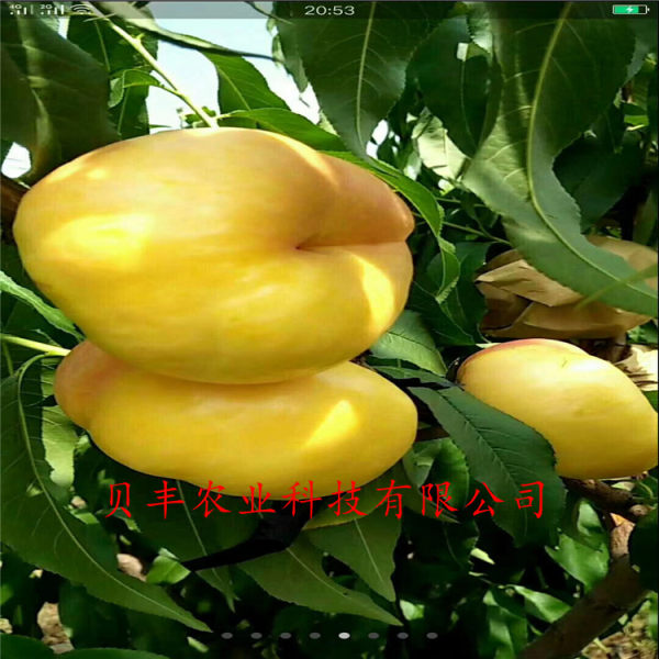 早熟桃樹(shù)苗