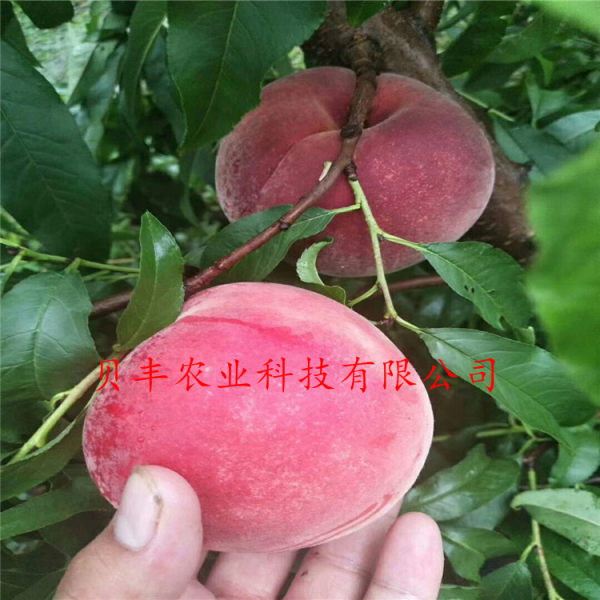 早熟桃樹(shù)苗