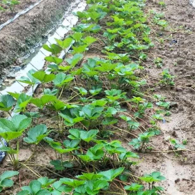 法兰地草莓苗种植基地 法兰地草莓苗种植技术 批发法兰地