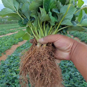 妙香3号草莓苗种植基地 妙香3号草莓苗种植技术批发妙香