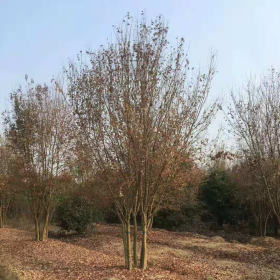 丛生三角枫价格三角枫基地现货