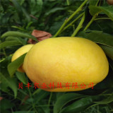 哪里賣(mài)中華壽桃樹(shù)苗 桃樹(shù)苗好品種哪里出售 3公分桃樹(shù)苗多少錢(qián)