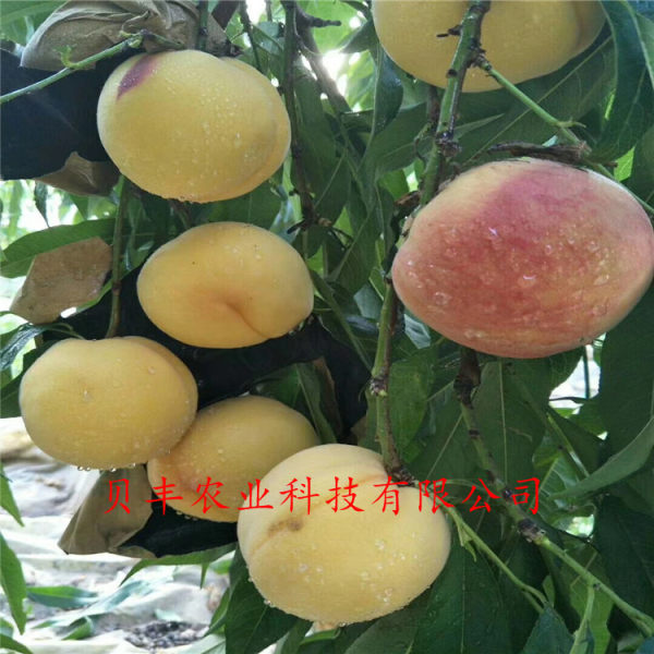 好品種桃樹(shù)苗