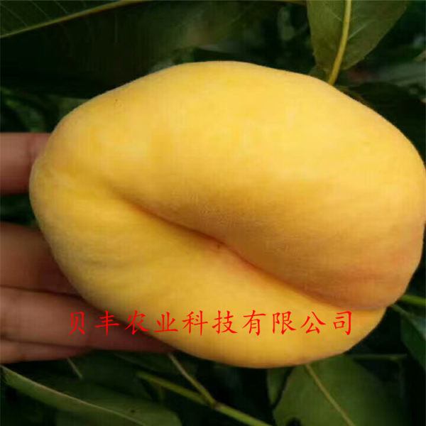 晚熟桃樹(shù)苗