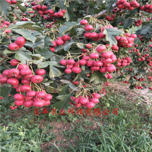 山楂苗 山楂樹(shù)苗