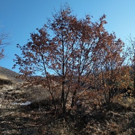 蒙古栎价格    蒙古栎产地