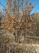 椴树，精品椴树，河北椴树，