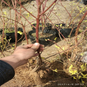 基地薄霧藍莓苗批發(fā)價格 南北方種植藍莓苗品種 根系好