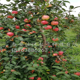 水蜜桃苹果苗哪里有水蜜桃苹果树苗哪里有卖的