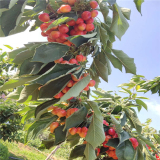 大青葉芽苗哪里有 附近哪里賣(mài)吉塞拉12號(hào)