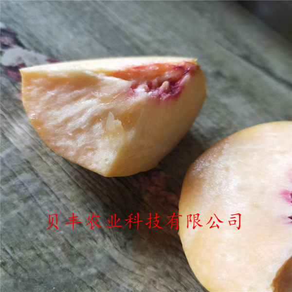 晚熟桃樹(shù)苗