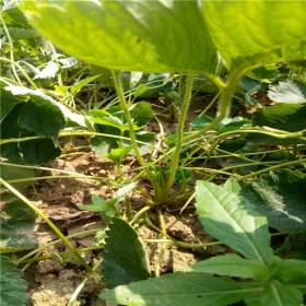 牛奶草莓苗批发基地 桃熏草莓苗大量出售 草莓苗植株健壮